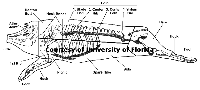 Pork Skeletal Chart