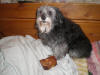 Jennifers Dog with our knuckle bone - click on the photo to enlarge