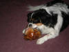 Jennifers Dog with Our All Natural Beef Bone - click on the photo to enlarge