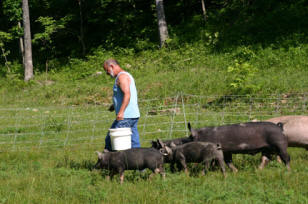Feeding Berkshire Hogs