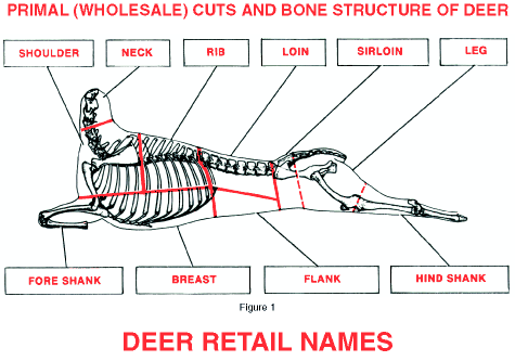 Purchase this Deer Skeletal Cutting Diagram as part of our Deer Information Processing Kit for ONLY $12.95 - shipped FREE!