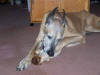 Hercules - A Great Dane - Enjoying one of Ask The Meatman's Smoked Beef Knuckle Bones! Just click on the picture to enlarge it.