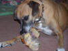 Jasper the Boxer enjoying one of our dog bones. Just click on the picture to enlarge it.