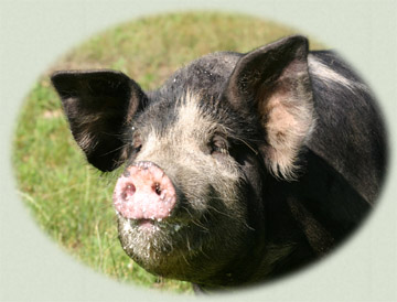 Photograph of a Berkshire (Kurobato) Hog