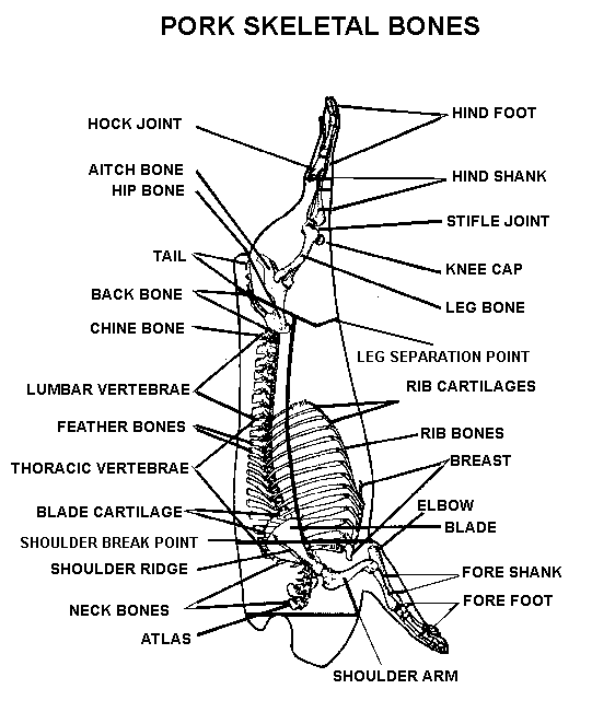 This chart of a pigs skeleton can help you when you first learning how to process pork.