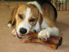 Dogs love chewing our smoked beef bones.  Just click on the picture to enlarge it.