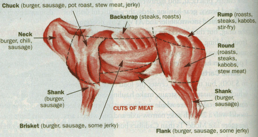 Deer Anatomy Chart