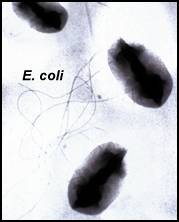 Microscopic view of the E.coli 