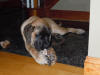 English Mastiff with our Large Smoked Beef Knuckle Bone