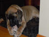 Leo, the English Mastiff with our Large Smoked Beef Knuckle Bone!