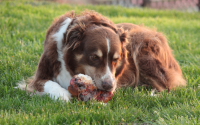 Zoe is the Official Taste Taster for Ask The Meatmans Natural Smoked Dog Bones! Click on Zoe's Picture to visit her Official Web Page and see 5 more large pictures of Zoe and our Dog Bones