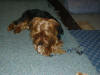 Ask The Meatman's Yorkie enjoying one of Dad's smoked beef bones.  Just click the picture to enlarge it.