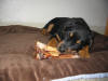 This is Mukha.  A 3 1/2 month old Rottweiler Pup enjoying one of our Shank Bones.