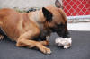 Our Extra Large Knuckle Dog Bone is HUGE! Just click on the picture to enlarge it.