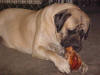 Mastiff chewing on one of extra large knuckle dog bones.