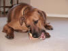 Our Puppy Chews are great for puppies and any small breed dog. Just click on the picture to enlarge it.